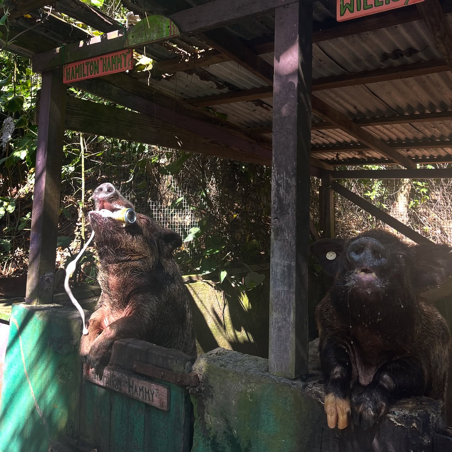 MamaWanna bottle and Heineken on a stone surface with a bush rum tasting cup