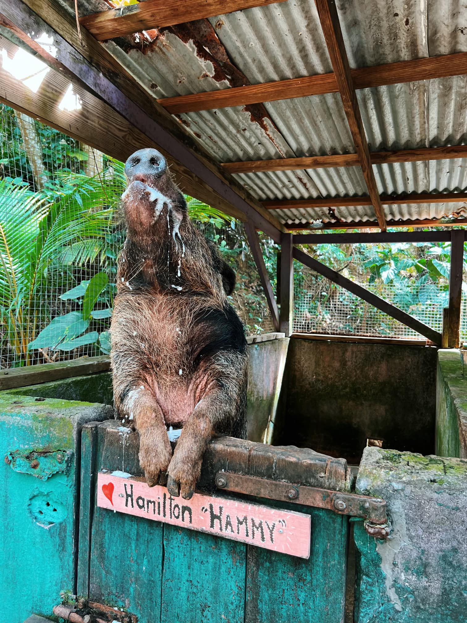 Hamilton 'Hammy' the pig tilting his head back to drink a beer at the Domino Club
