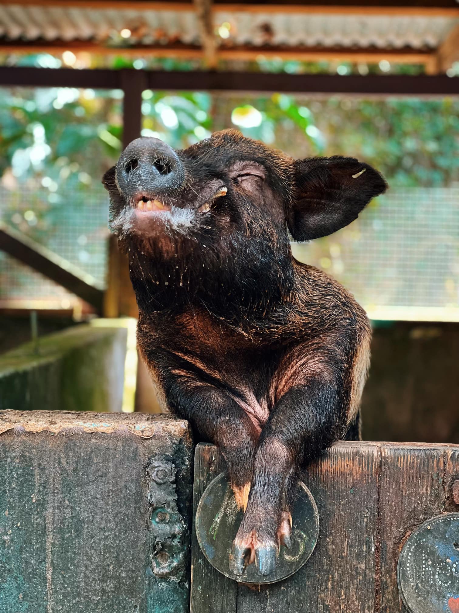 A proud pig posing with front hooves crossed over the pen wall at the Domino Club