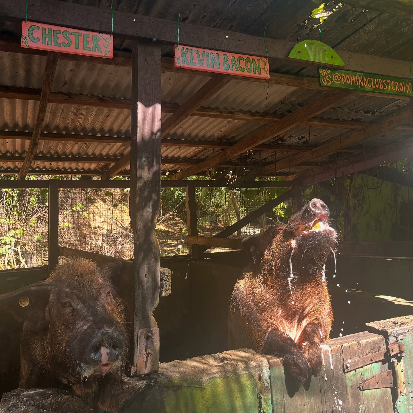 Chester and Kevin Bacon the pigs in their named pens, Kevin Bacon mid-drink with foam spilling
