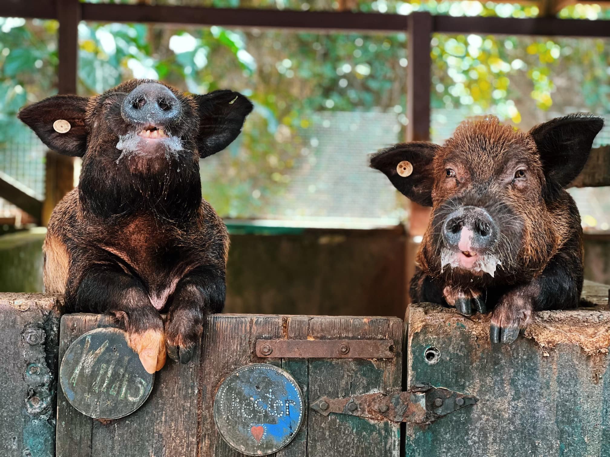 Two pigs side by side at the fence with foamy snouts after drinking