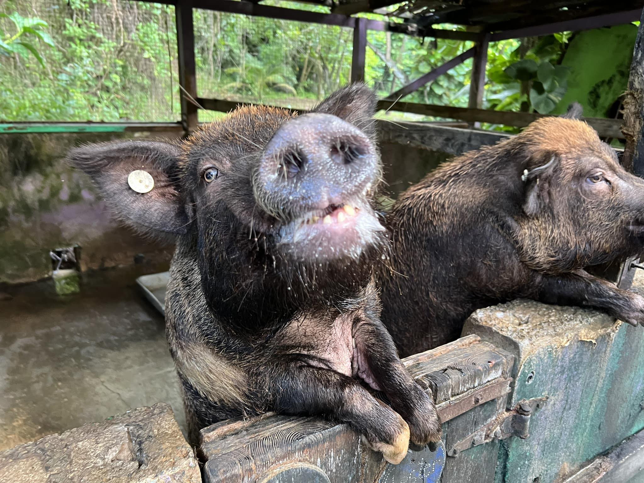 Two pigs leaning over their pen wall mugging for the camera with tropical vegetation behind