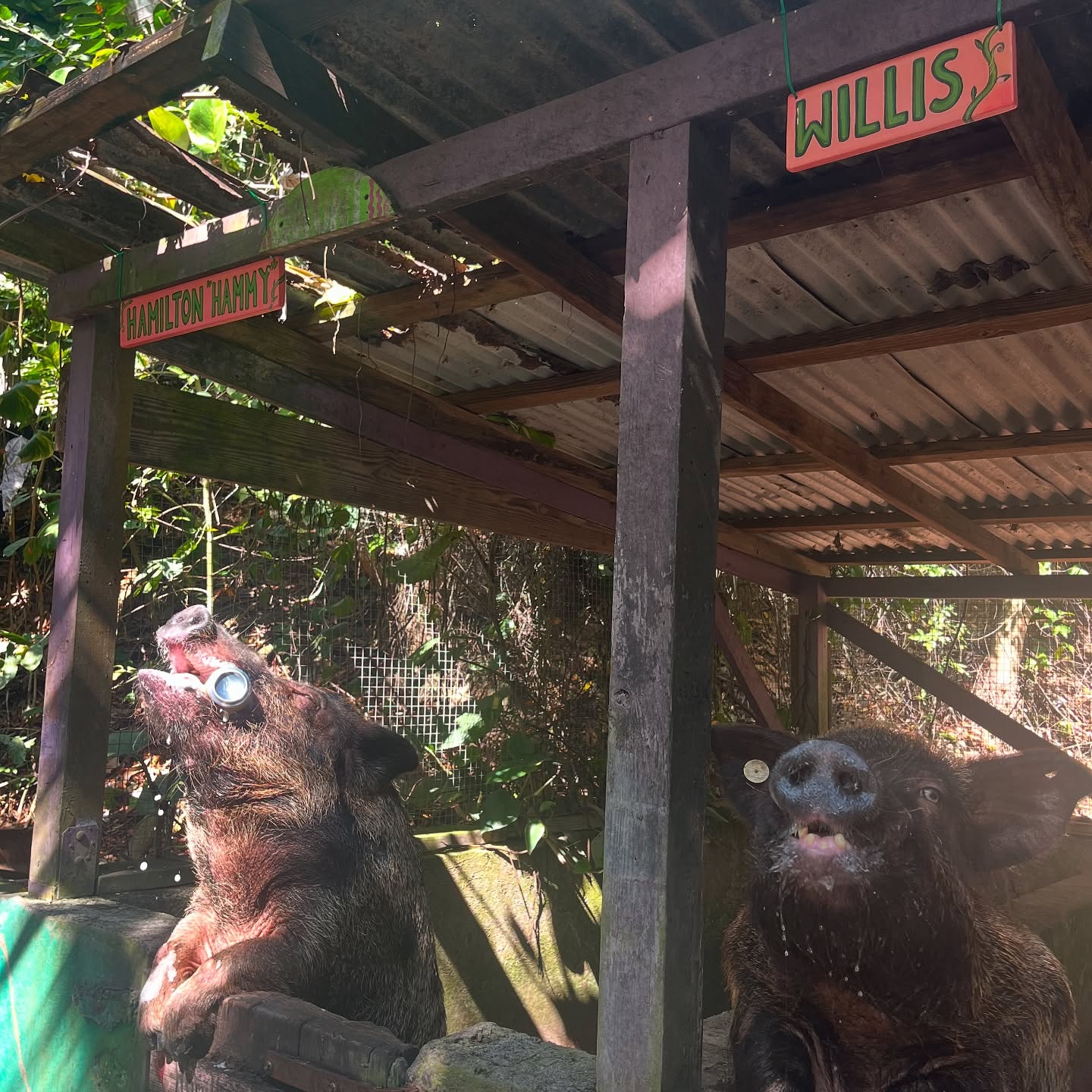 Hamilton Hammy mid-drink tilting back a beer while Willis watches calmly from the next pen